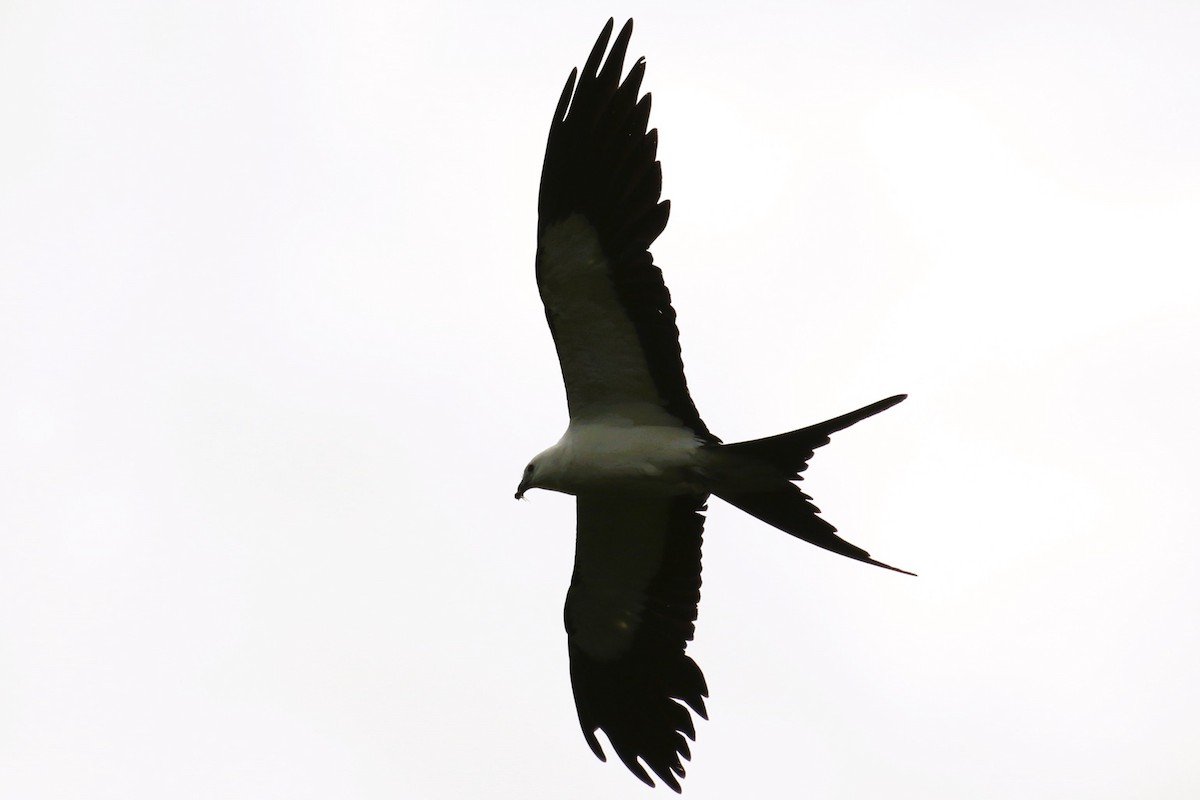 Swallow-tailed Kite - ML620364565