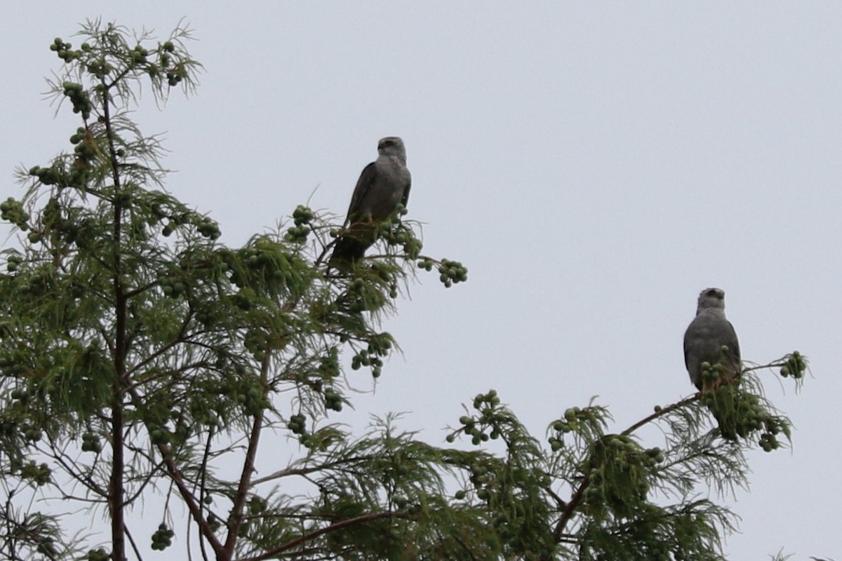 Mississippi Kite - ML620364573