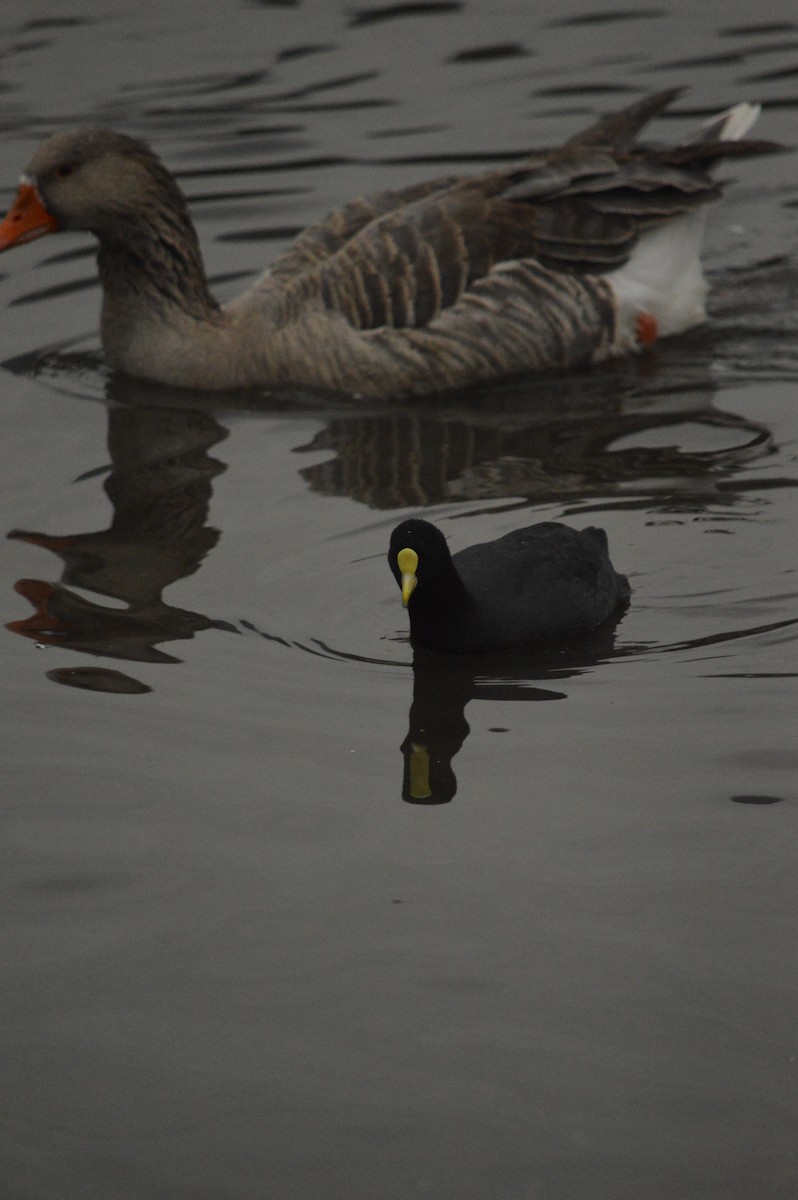 White-winged Coot - ML620364592