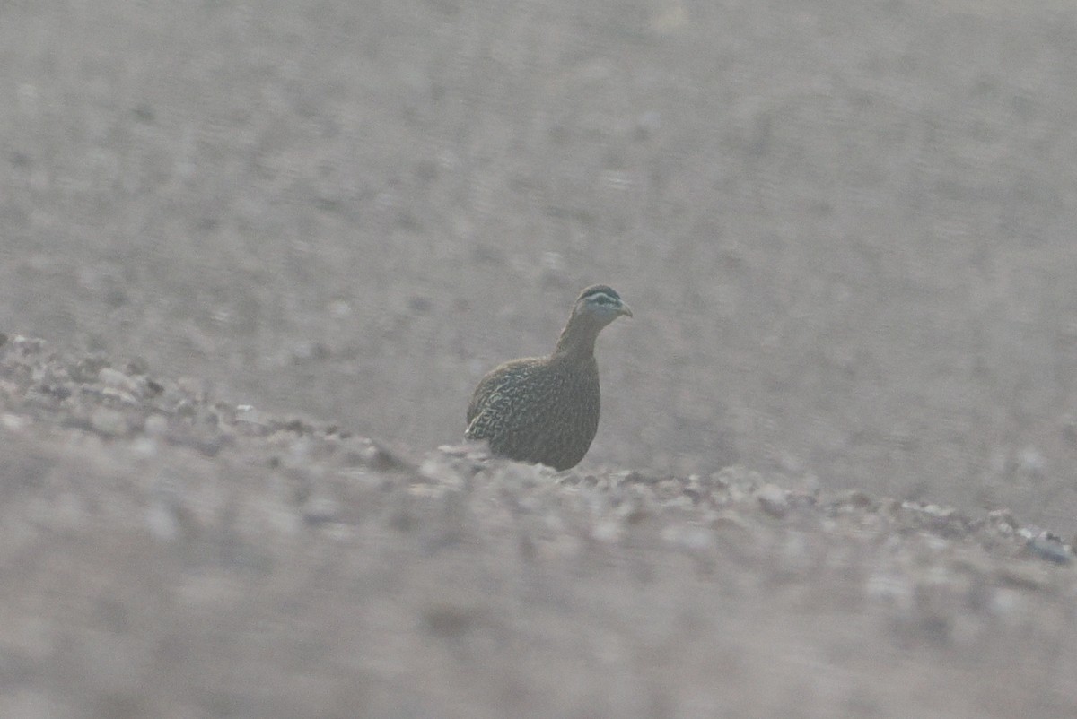 Double-spurred Spurfowl - ML620364610