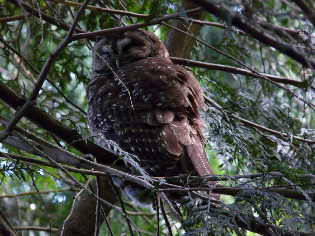 Spotted Owl - ML620364620