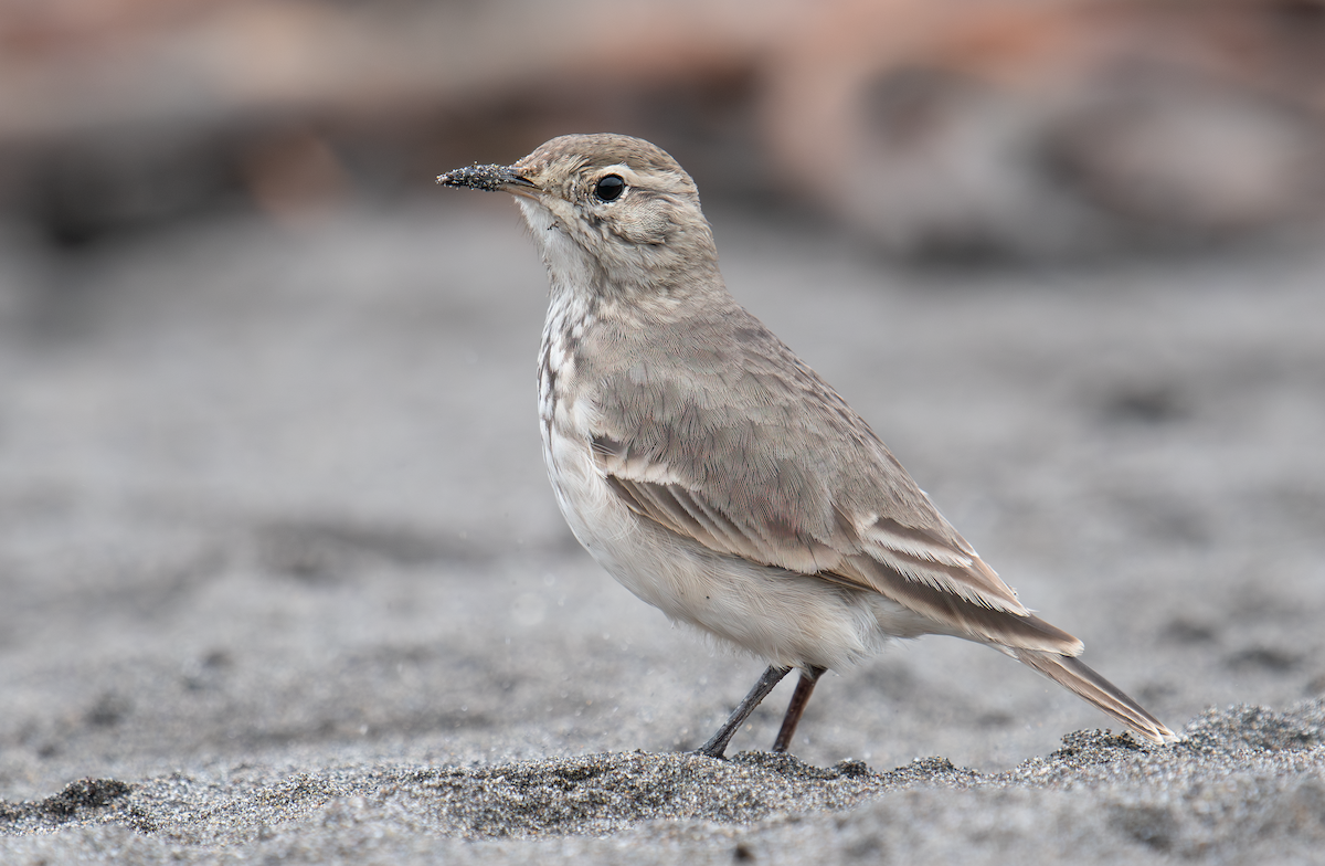 Common Miner - ML620364625