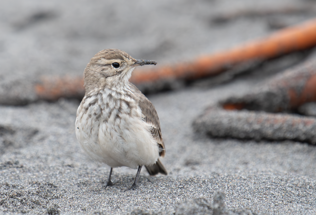 Common Miner - ML620364626