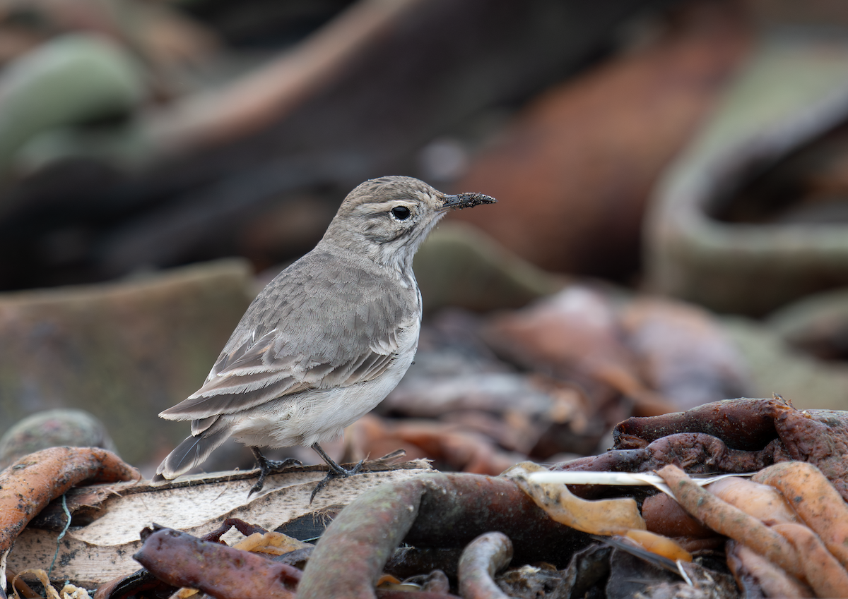 Common Miner - ML620364627