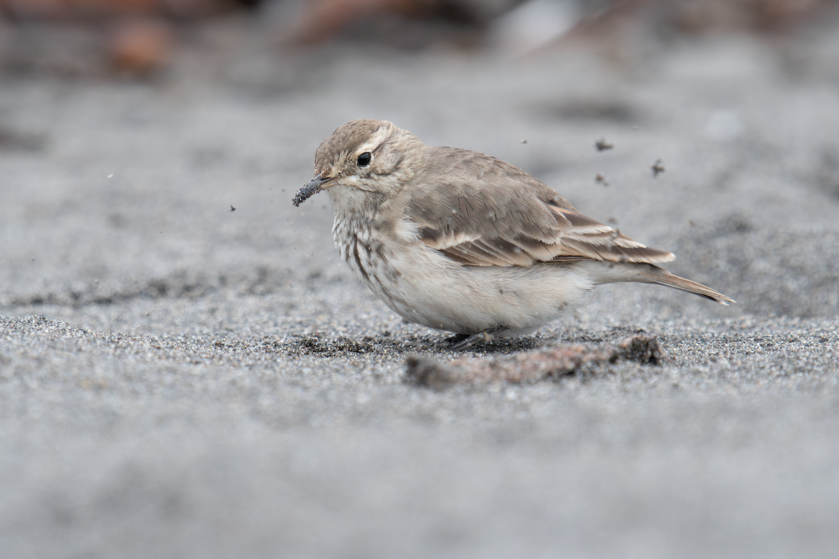 Common Miner - ML620364628