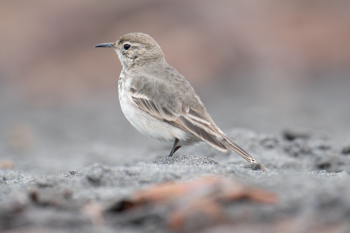 Common Miner - ML620364629