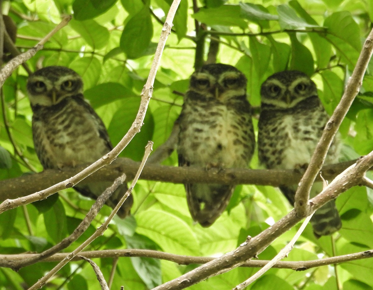 Spotted Owlet - ML620364640