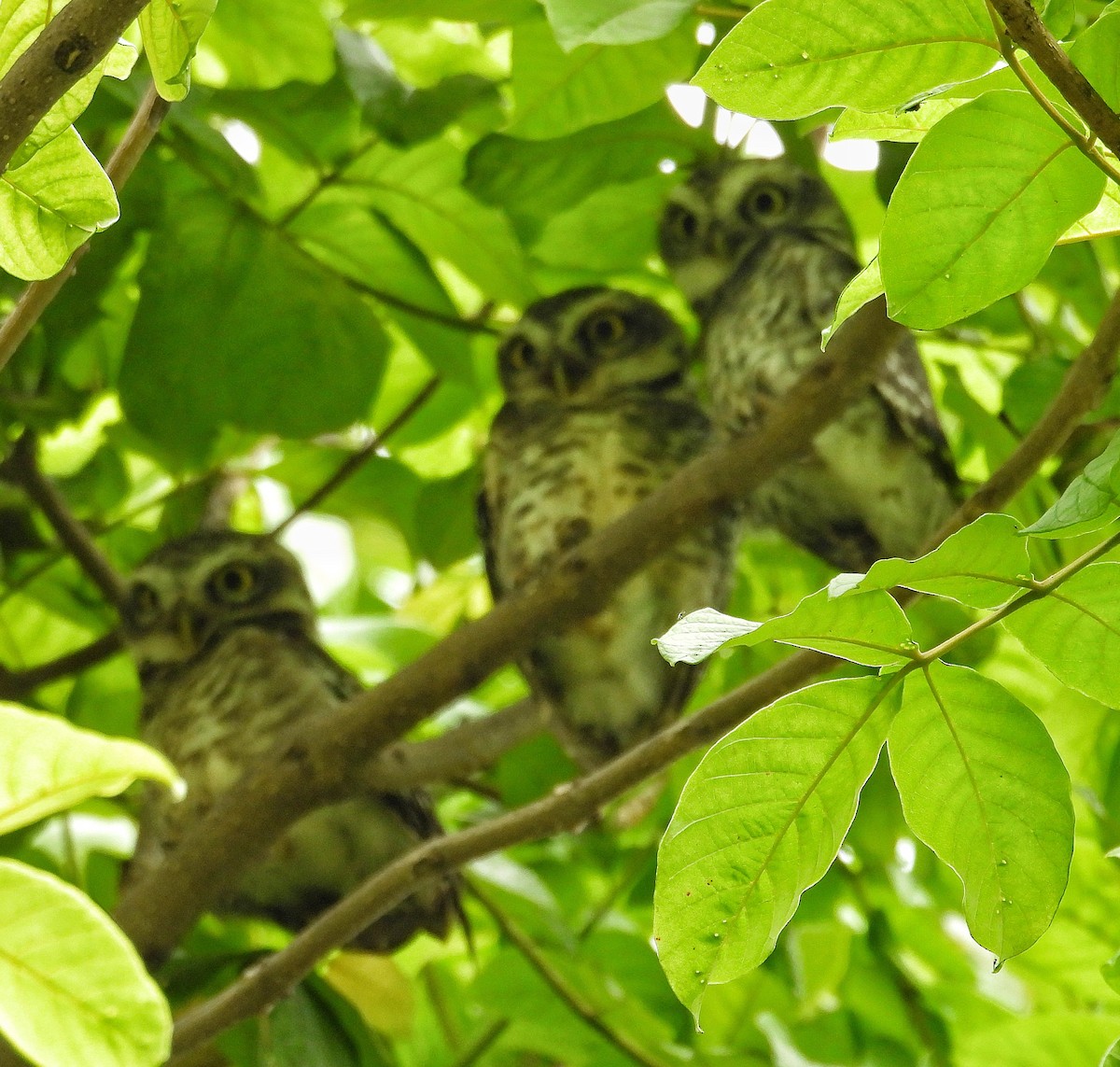 Spotted Owlet - ML620364641