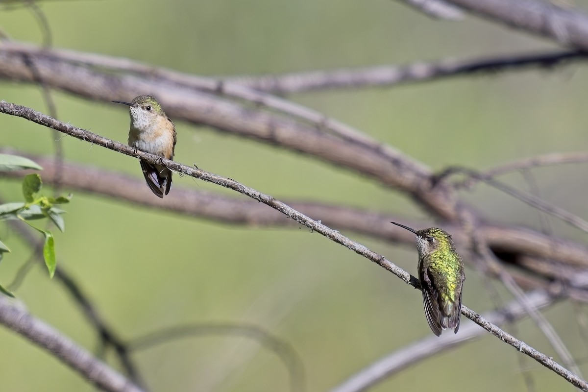 Calliope Hummingbird - ML620364643