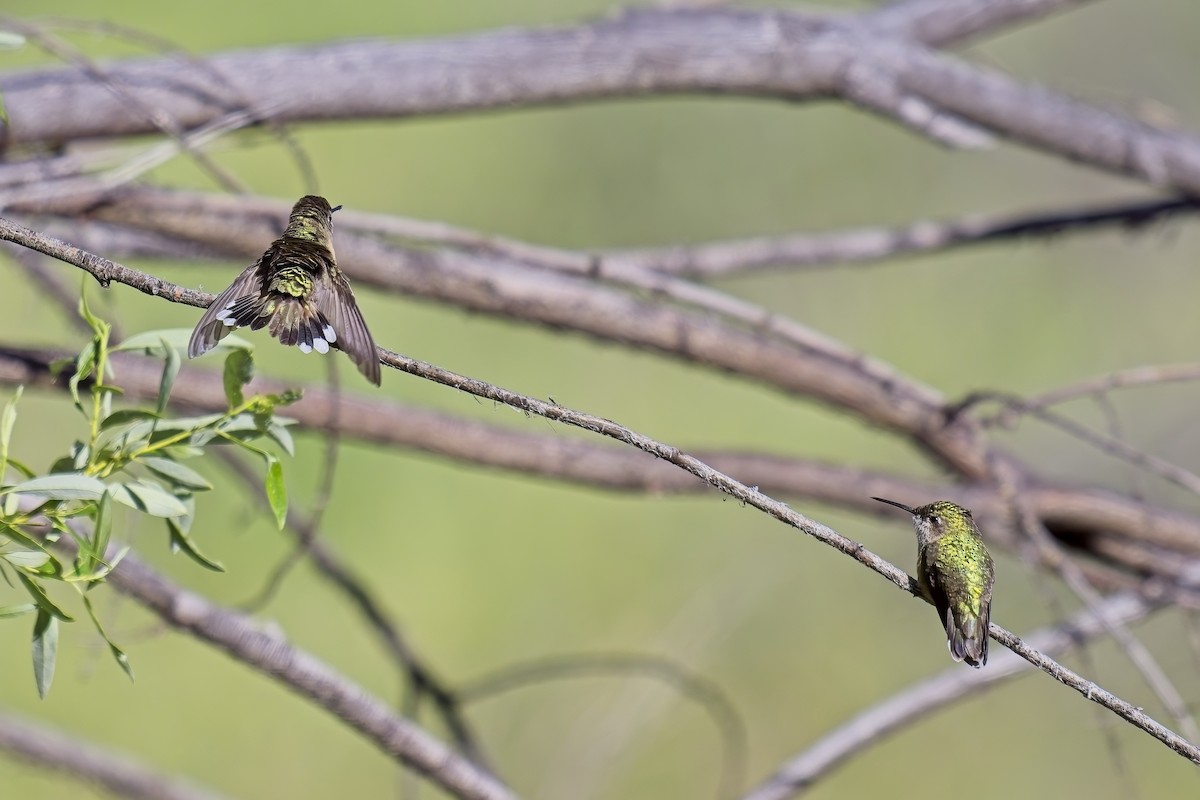 Calliope Hummingbird - ML620364654