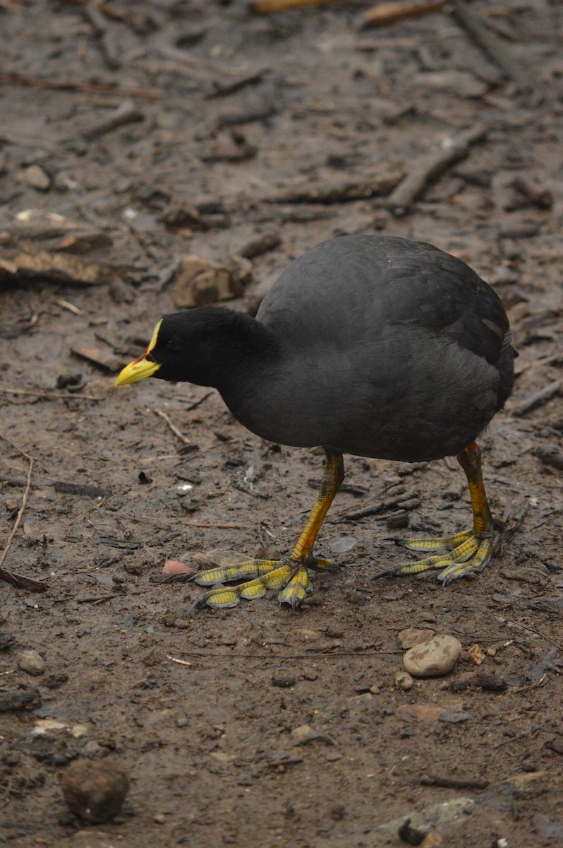 Red-gartered Coot - ML620364656