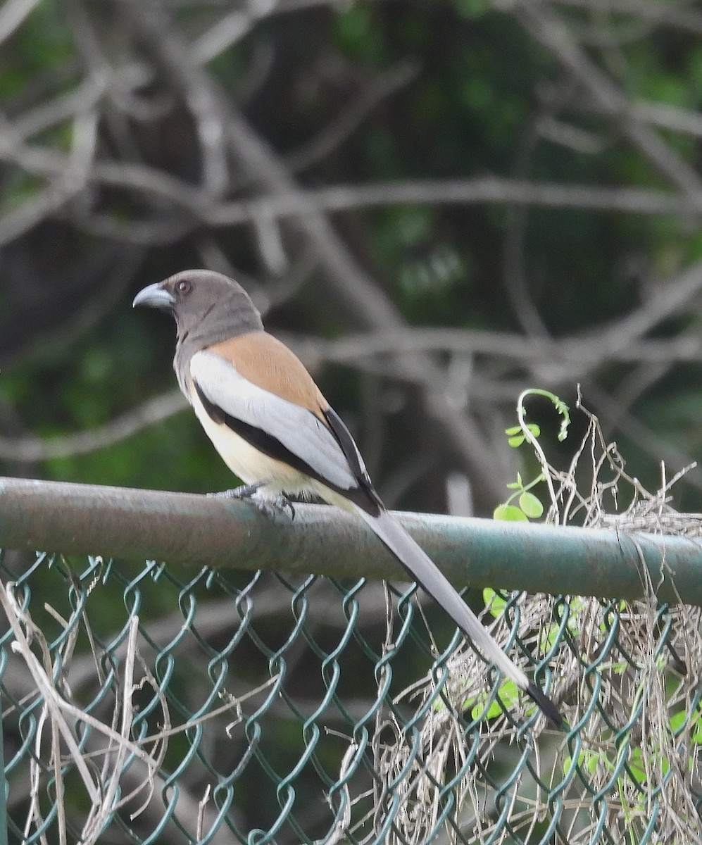 Rufous Treepie - ML620364658