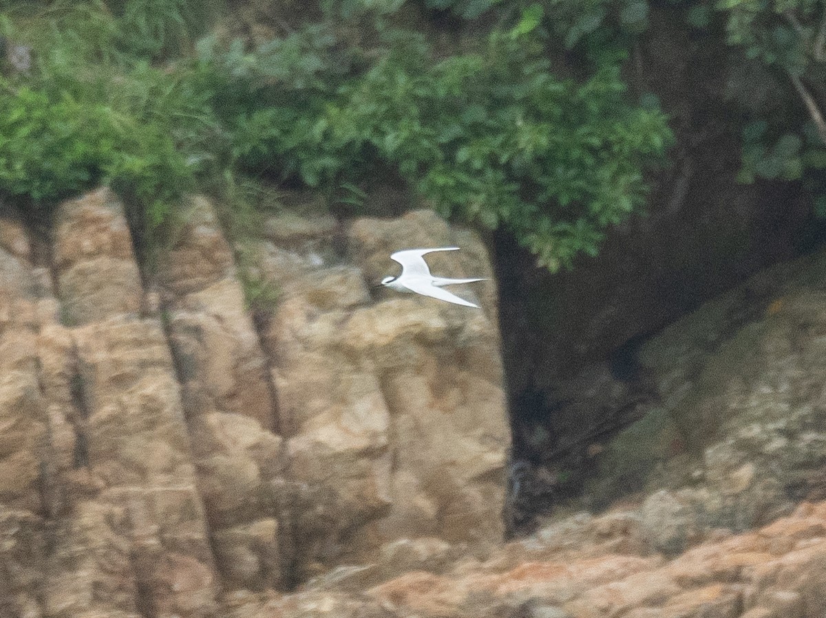 Black-naped Tern - ML620364665