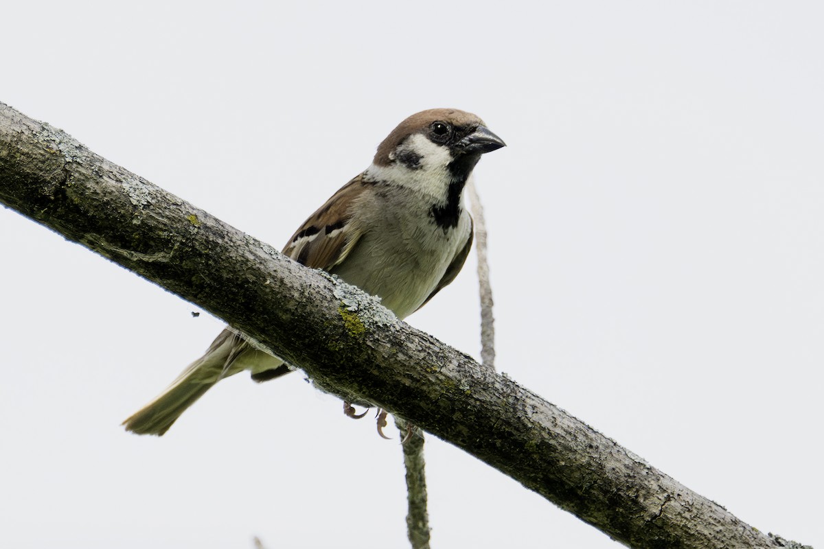 Eurasian Tree Sparrow - ML620364671