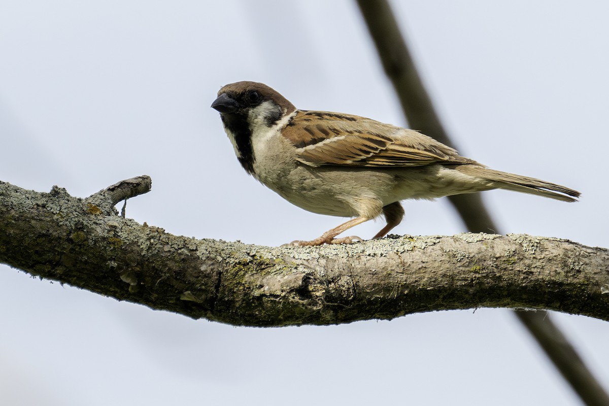 Eurasian Tree Sparrow - ML620364673