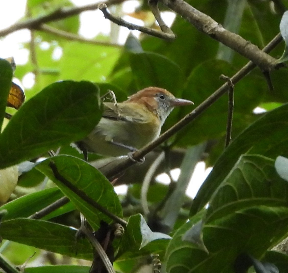 Rufous-naped Greenlet - ML620364682