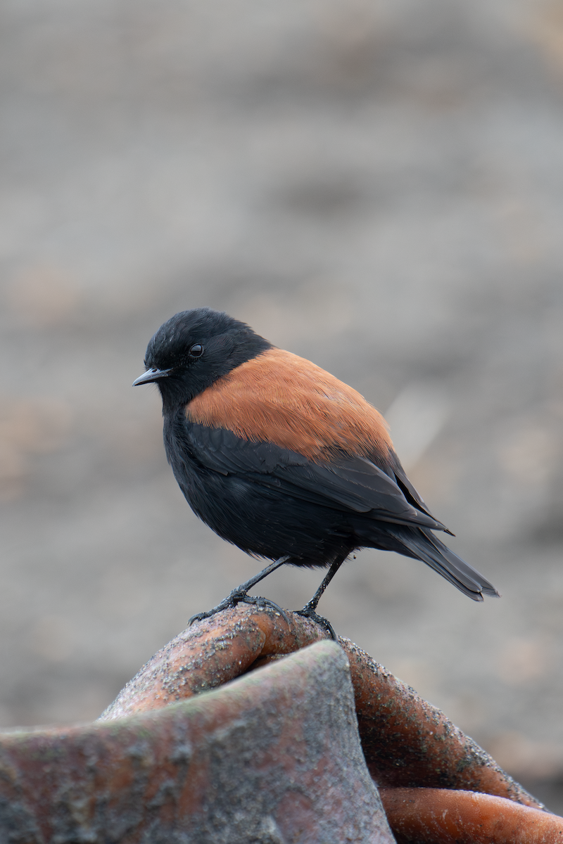 Austral Negrito - ML620364720