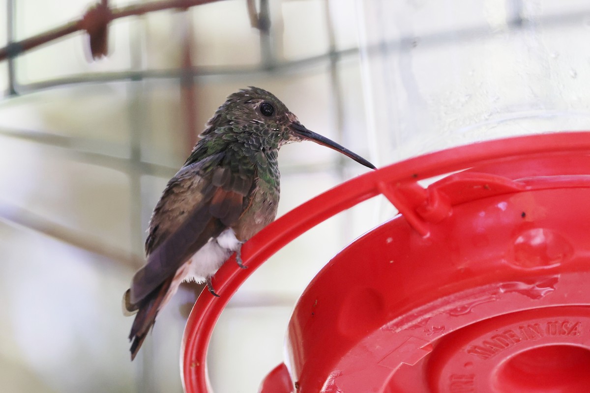 Berylline Hummingbird - ML620364768