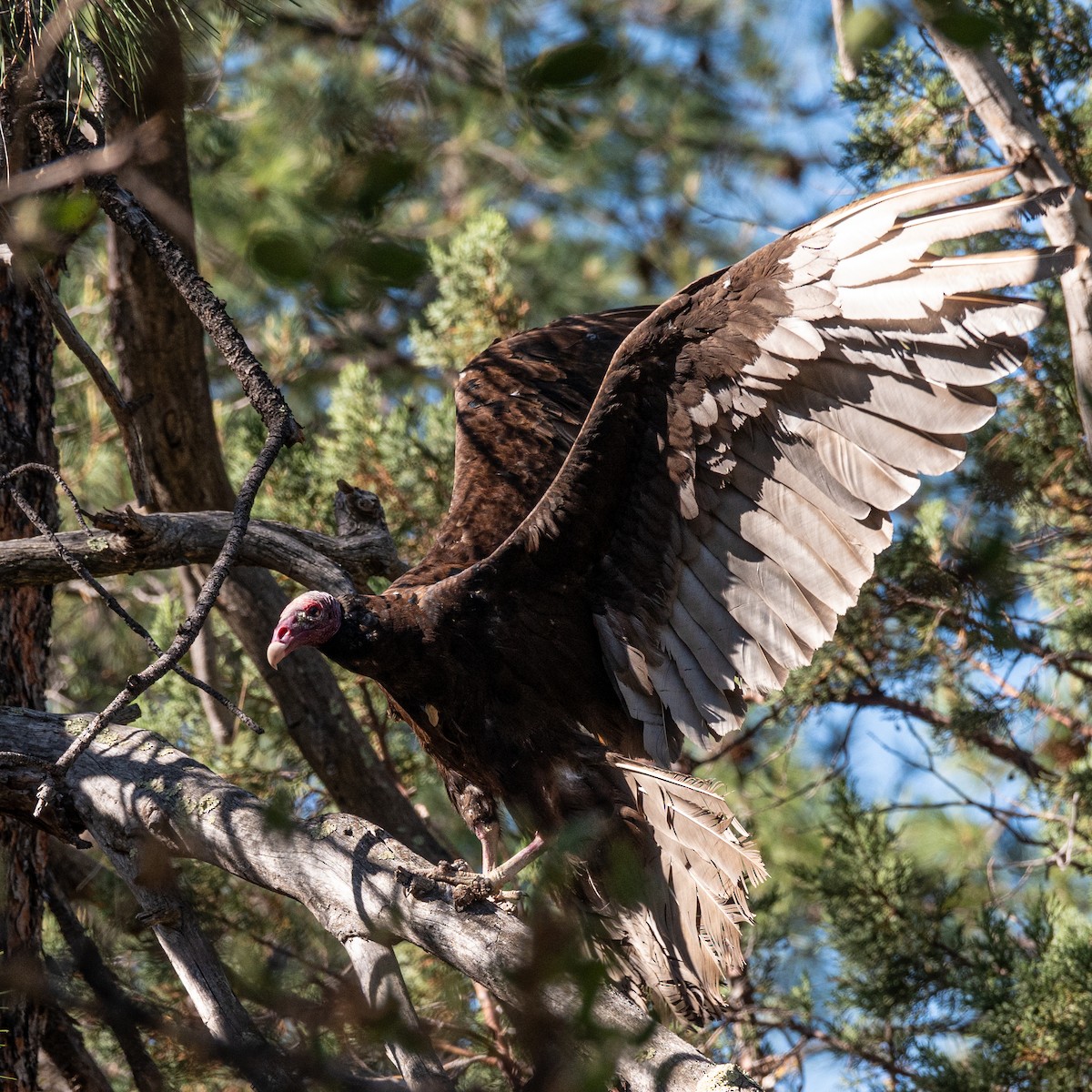 Turkey Vulture - ML620364778