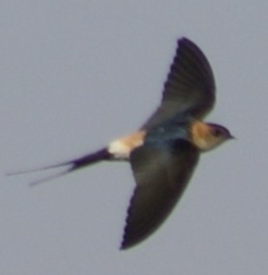 Red-rumped Swallow - ML620364798