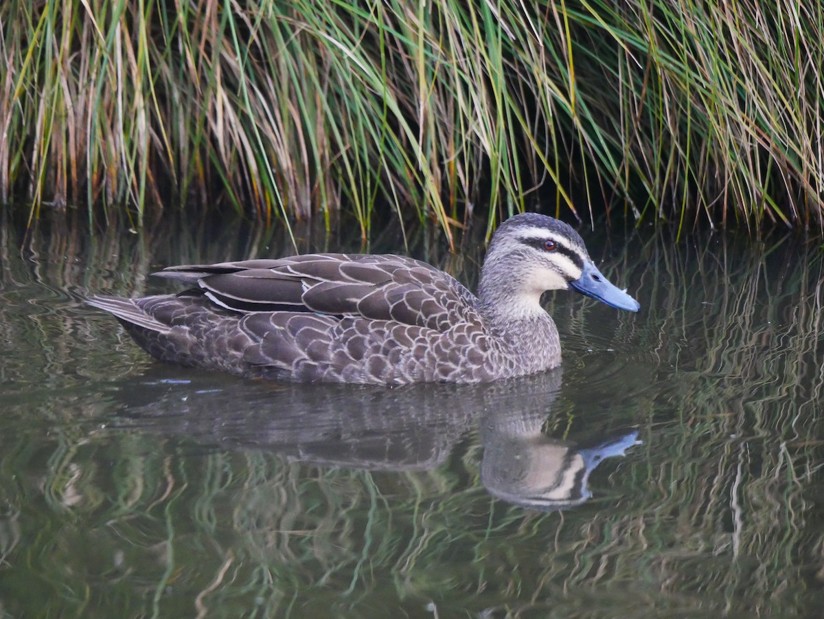 Canard à sourcils - ML620364811