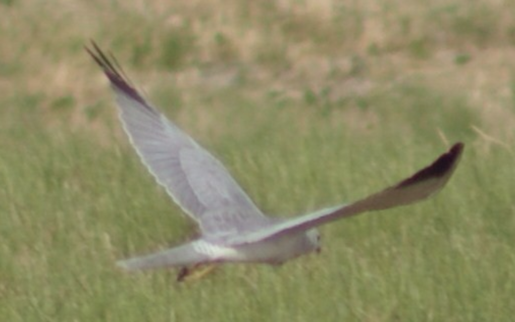 Pallid Harrier - ML620364814