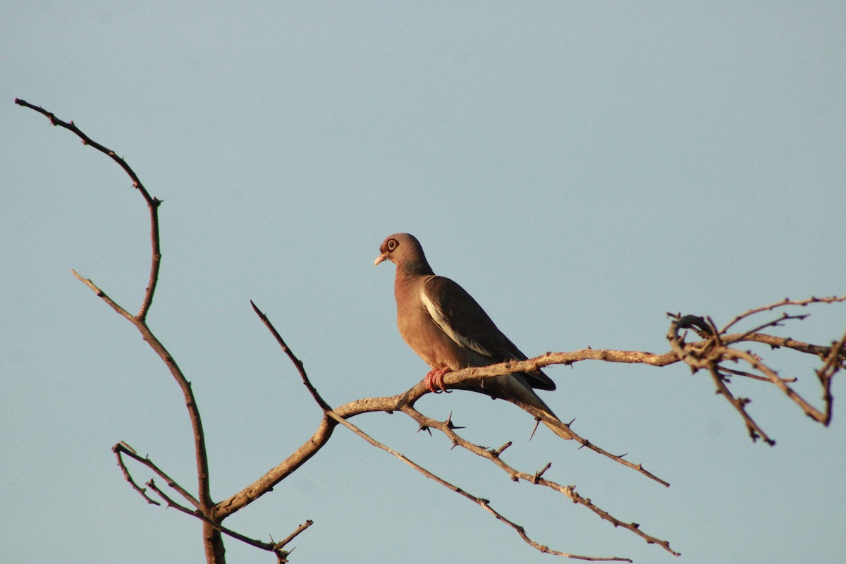 holub bělokřídlý - ML620364815