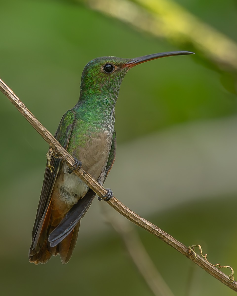 Rufous-tailed Hummingbird - ML620364827