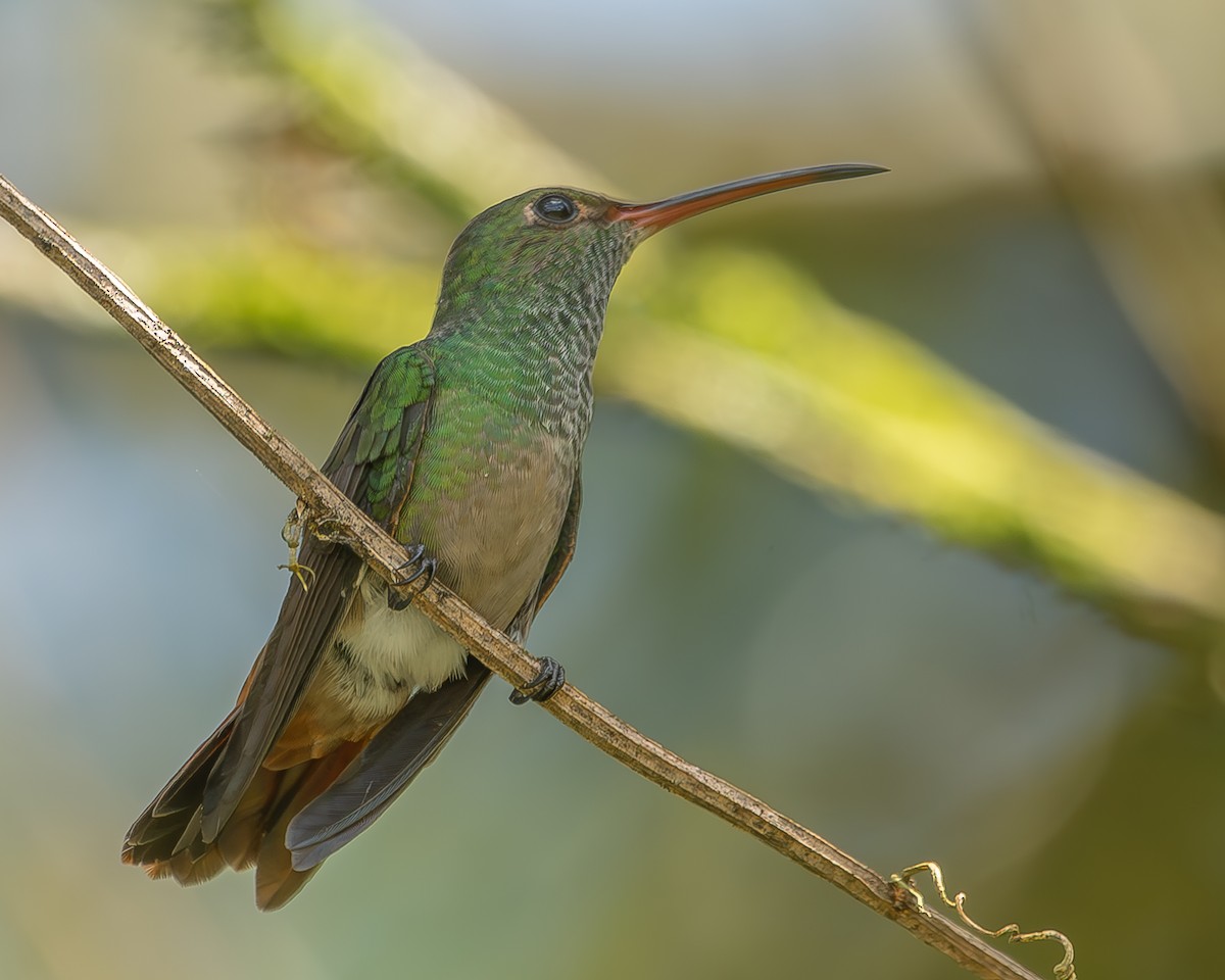 Rufous-tailed Hummingbird - ML620364828