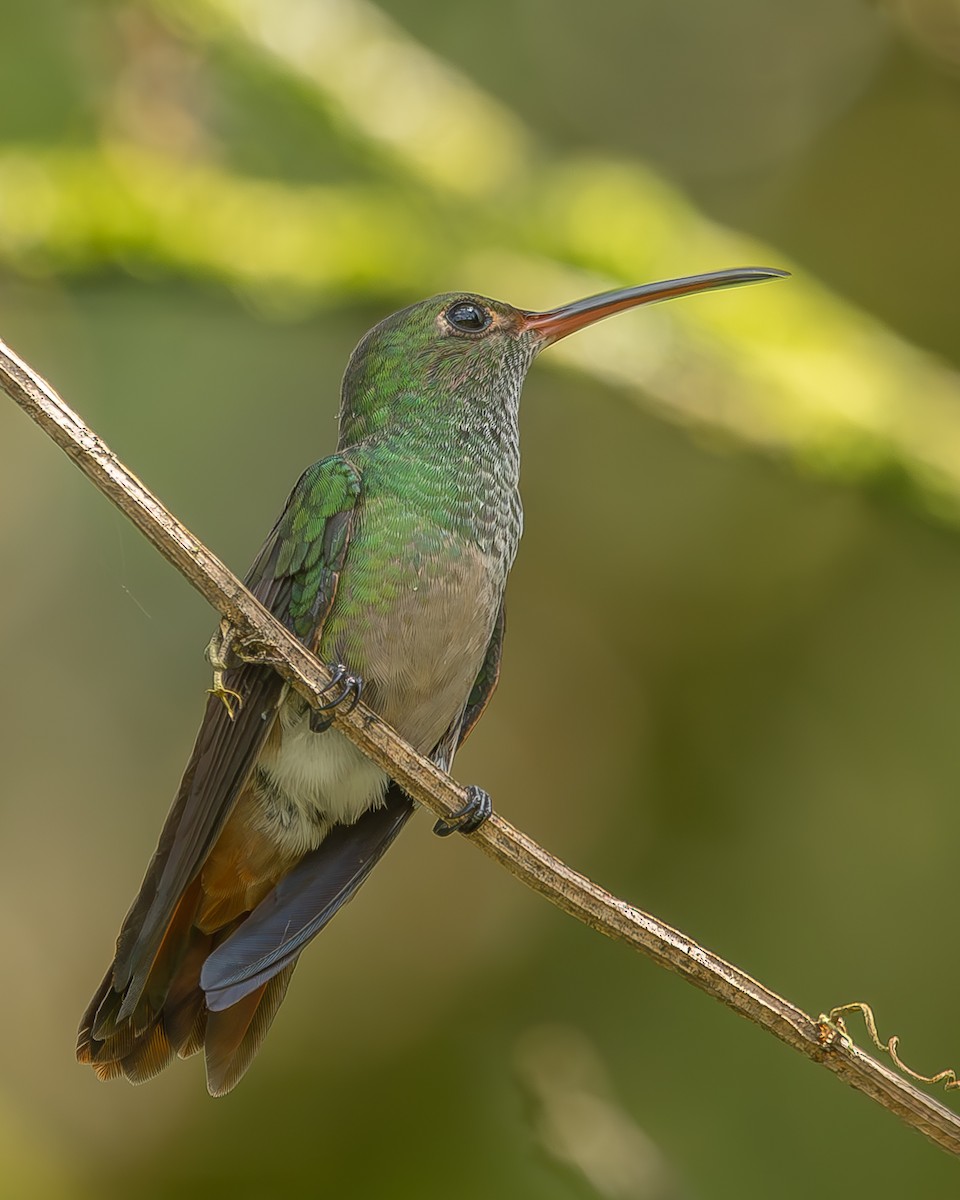 Rufous-tailed Hummingbird - ML620364829