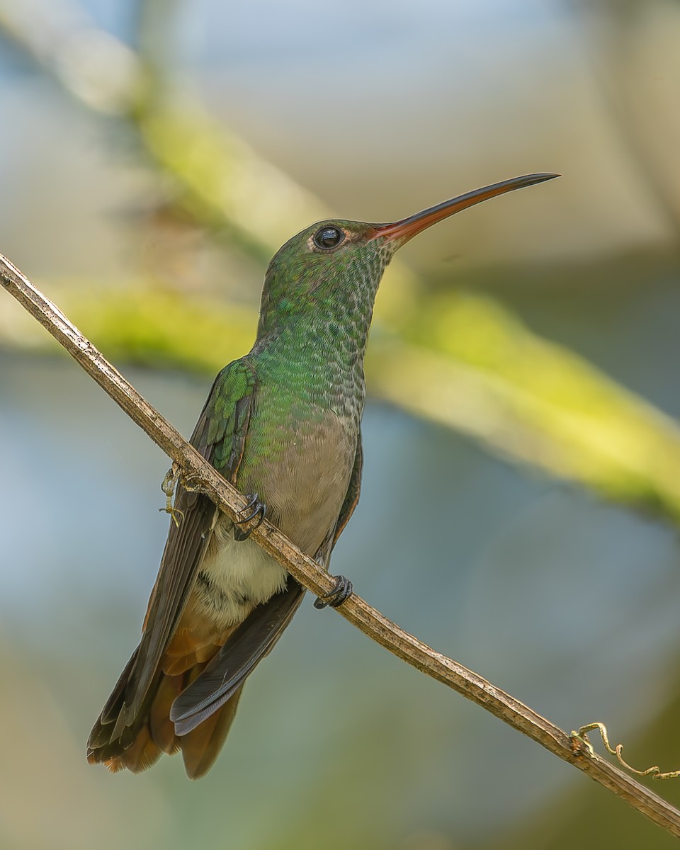 Rufous-tailed Hummingbird - ML620364831