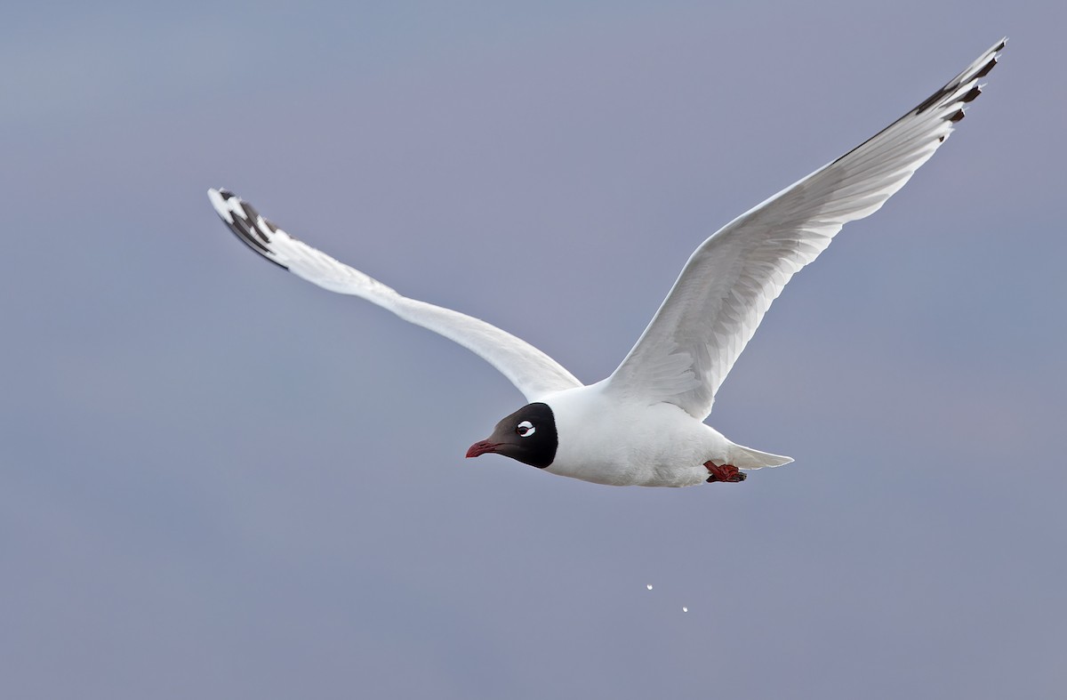 Mouette relique - ML620364848