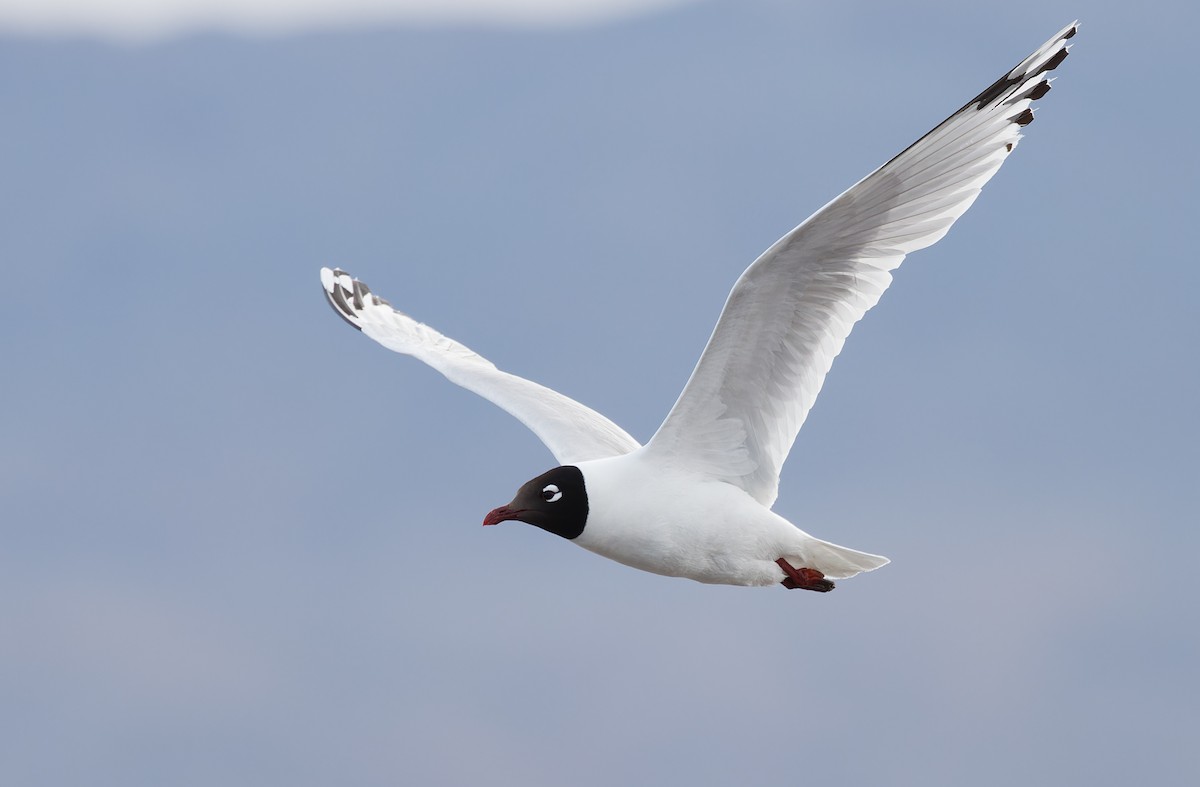 Gaviota Relicta - ML620364849