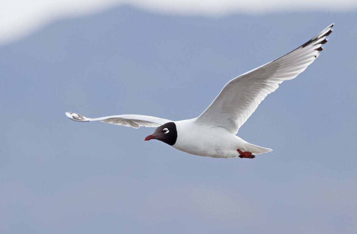 Mouette relique - ML620364850