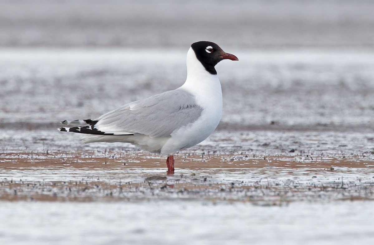 Mouette relique - ML620364855