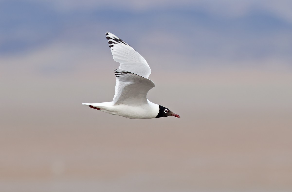 Mouette relique - ML620364857