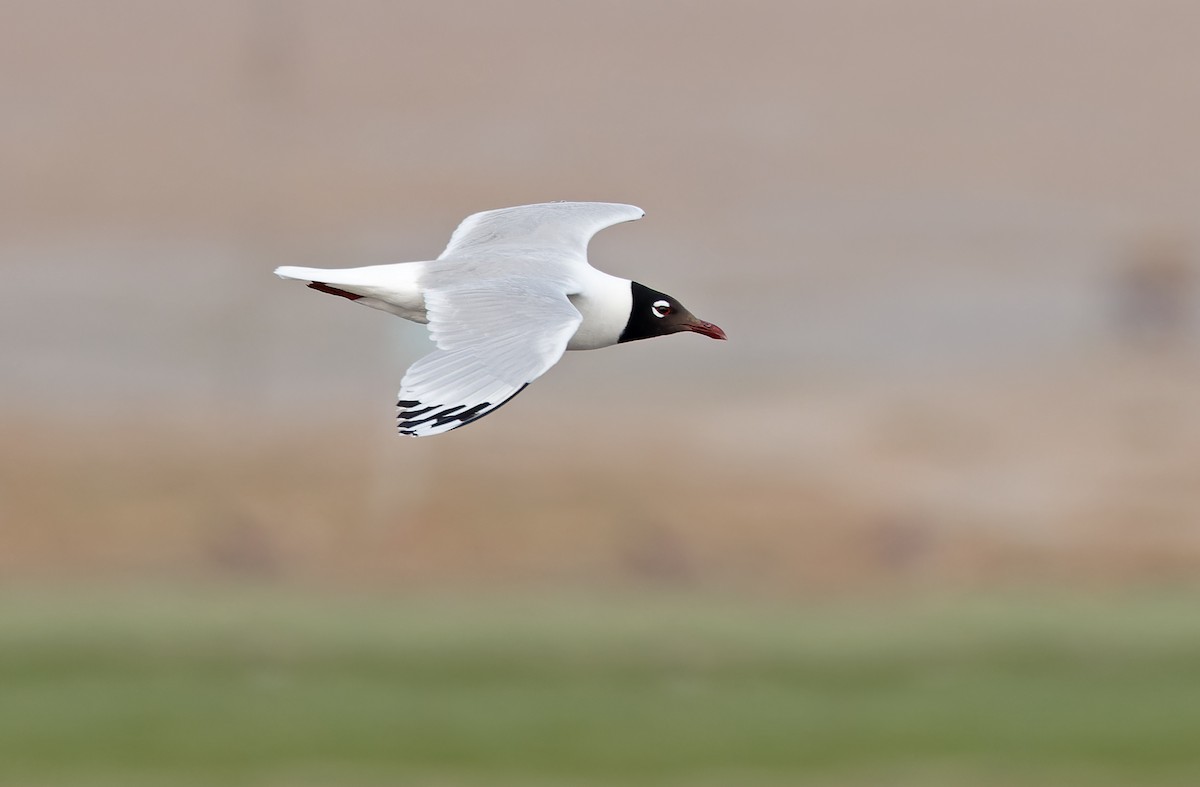 Relict Gull - ML620364858