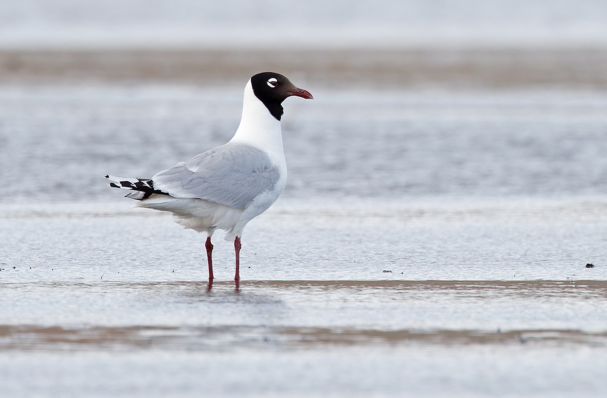 Gaviota Relicta - ML620364860