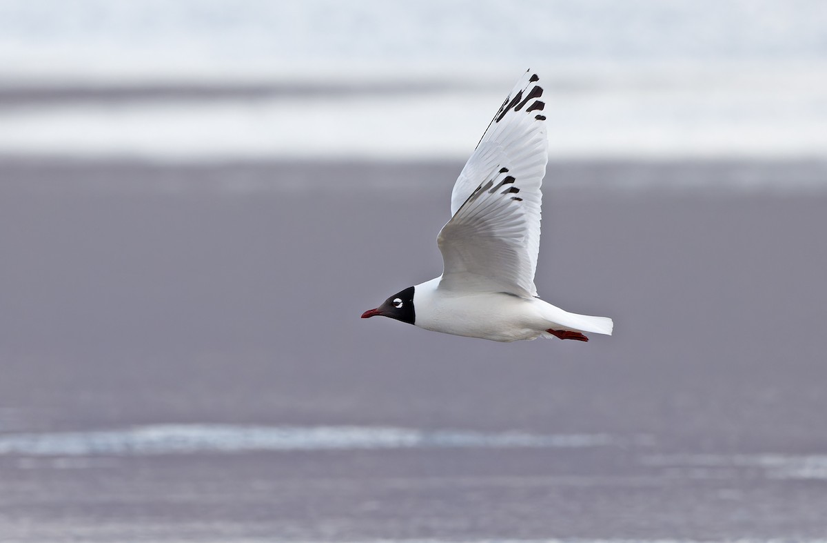 Mouette relique - ML620364862