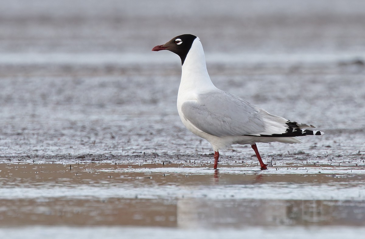 Relict Gull - Robert Hutchinson