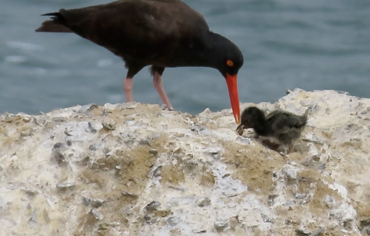 Black Oystercatcher - ML620364865