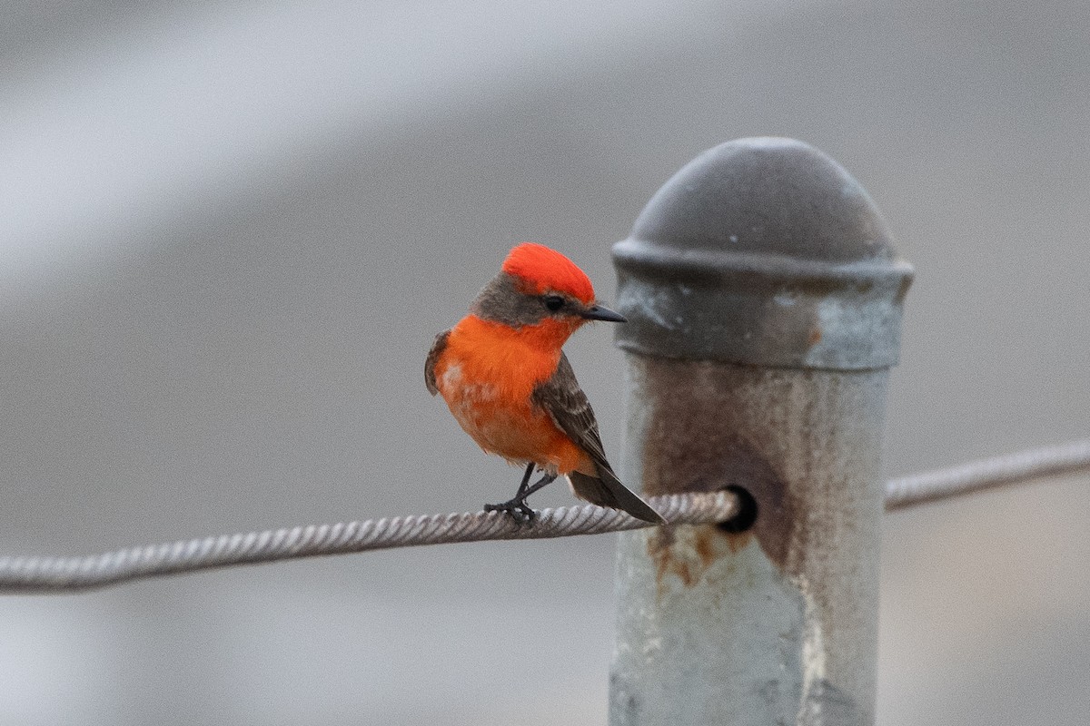 Vermilion Flycatcher - ML620364870