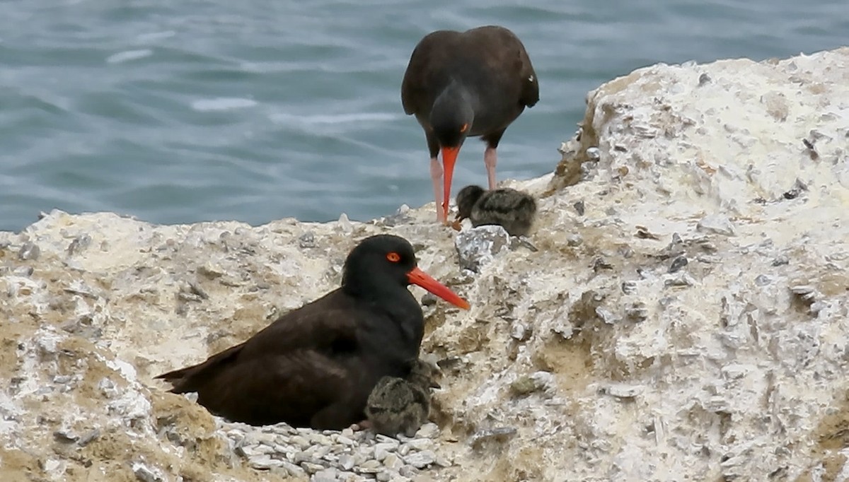 Black Oystercatcher - ML620364885