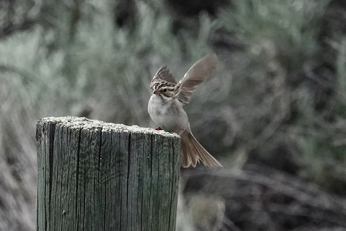 Clay-colored Sparrow - ML620364889