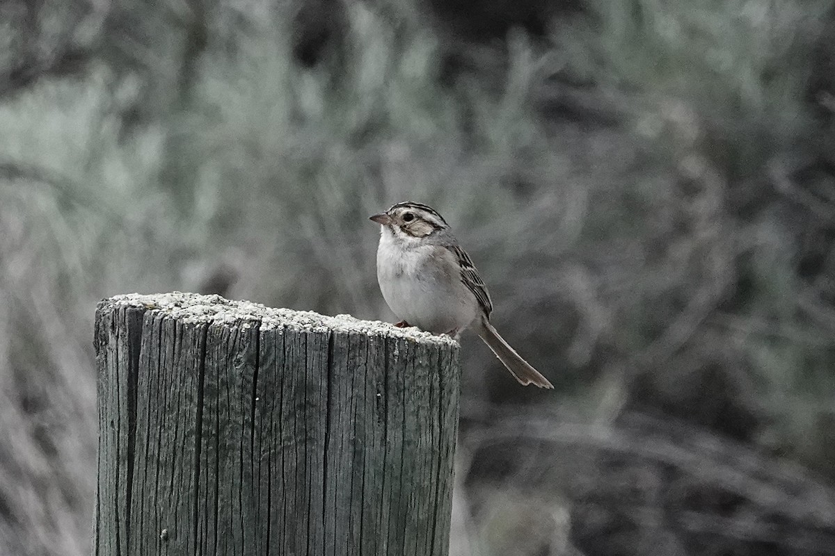 Clay-colored Sparrow - ML620364890