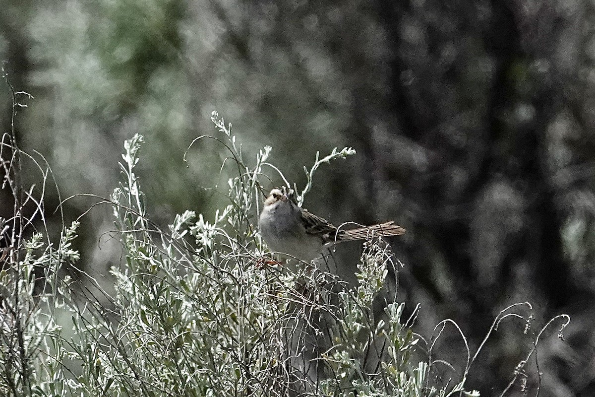 Clay-colored Sparrow - ML620364892