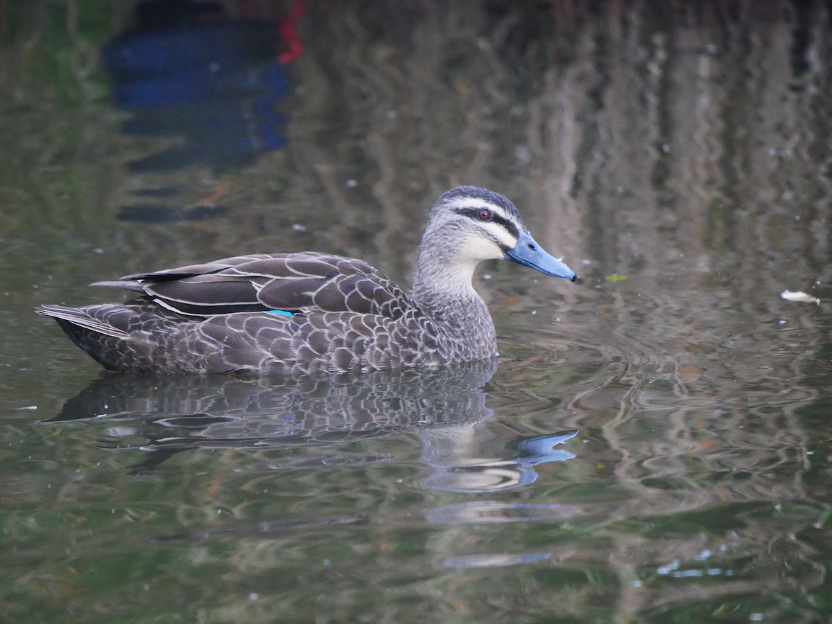 Canard à sourcils - ML620364902