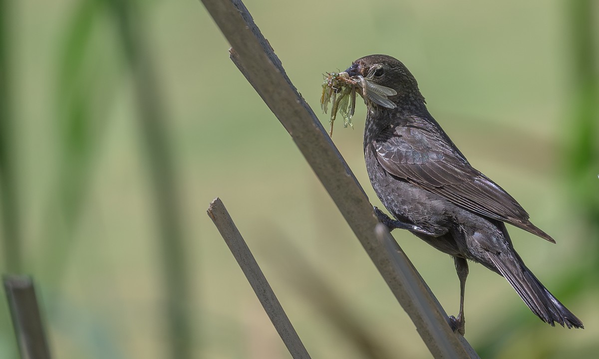 Red-winged Blackbird - ML620364905