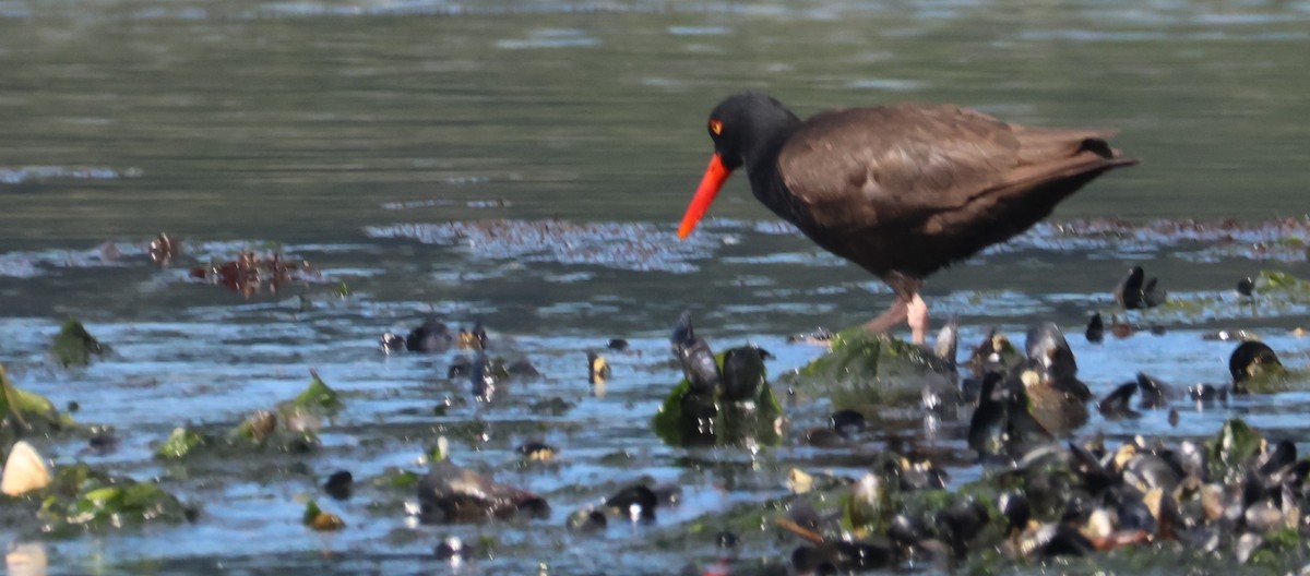 Black Oystercatcher - Walter Thorne