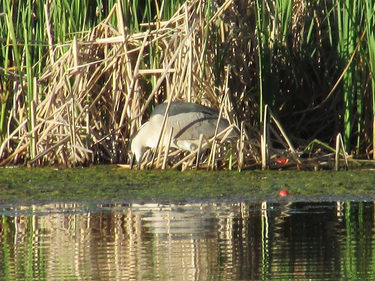 Black-crowned Night Heron - ML620364927